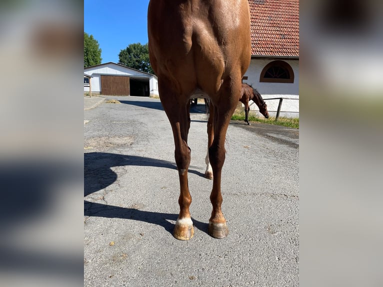 Englisches Vollblut Stute 8 Jahre 160 cm Fuchs in Oberzent
