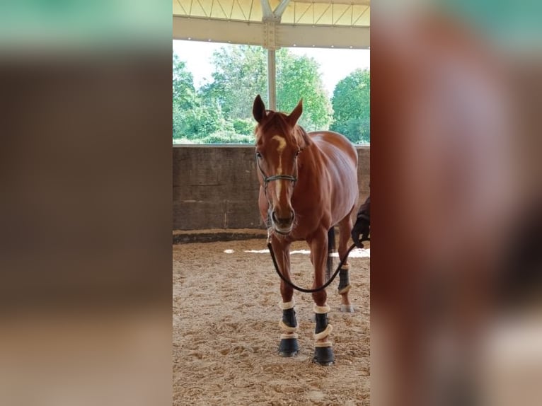 Englisches Vollblut Stute 8 Jahre 160 cm Fuchs in Neu-Isenburg