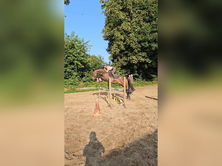 Englisches Vollblut Stute 8 Jahre 161 cm Brauner in Krumstedt