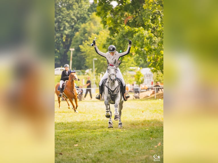 Englisches Vollblut Stute 8 Jahre 162 cm Apfelschimmel in Prague