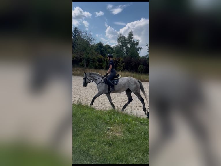 Englisches Vollblut Stute 8 Jahre 162 cm Apfelschimmel in Prague