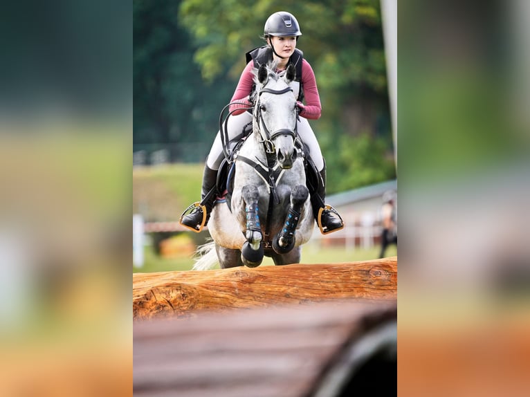 Englisches Vollblut Stute 8 Jahre 162 cm Apfelschimmel in Prague