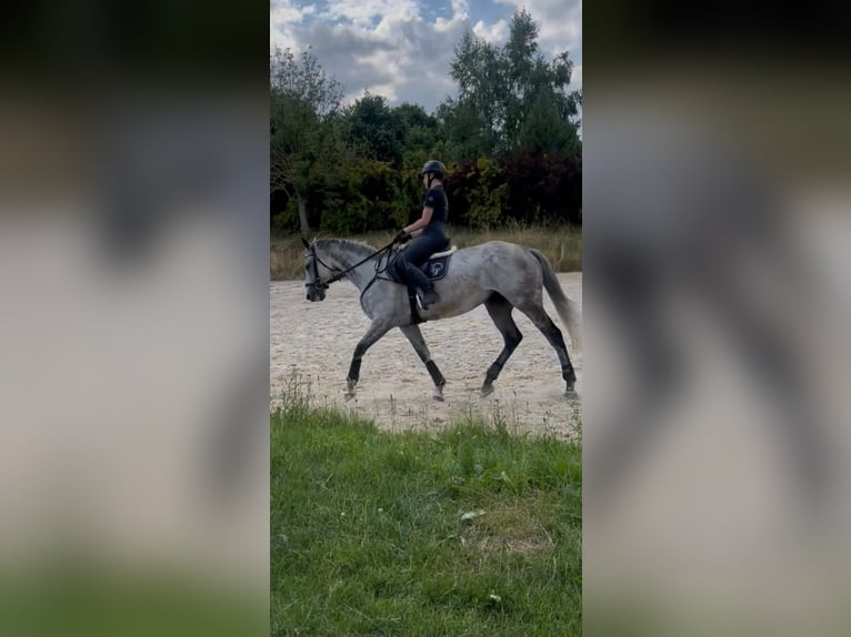 Englisches Vollblut Stute 8 Jahre 162 cm Apfelschimmel in Prague