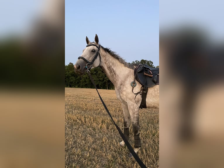 Englisches Vollblut Stute 8 Jahre 162 cm Apfelschimmel in Prague