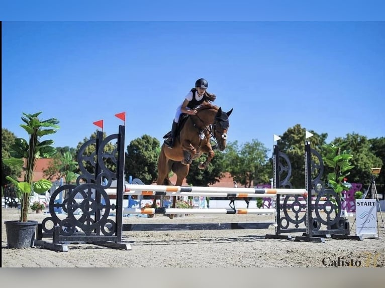 Englisches Vollblut Stute 8 Jahre 162 cm Fuchs in Maribor