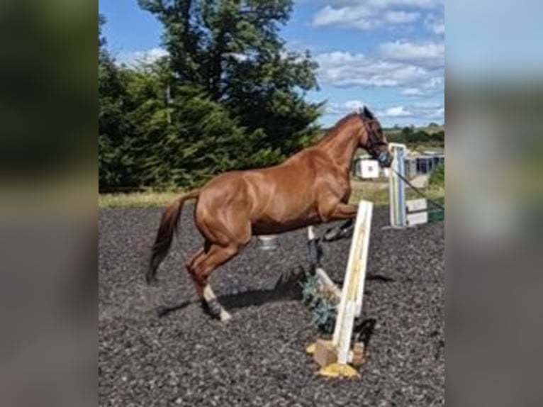 Englisches Vollblut Stute 8 Jahre 163 cm Dunkelfuchs in Clydebank