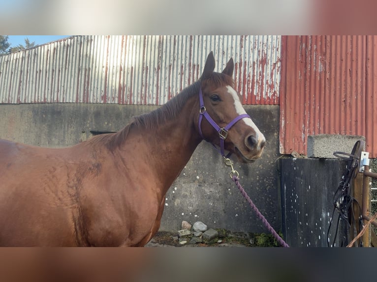 Englisches Vollblut Stute 8 Jahre 163 cm Dunkelfuchs in Charlestown