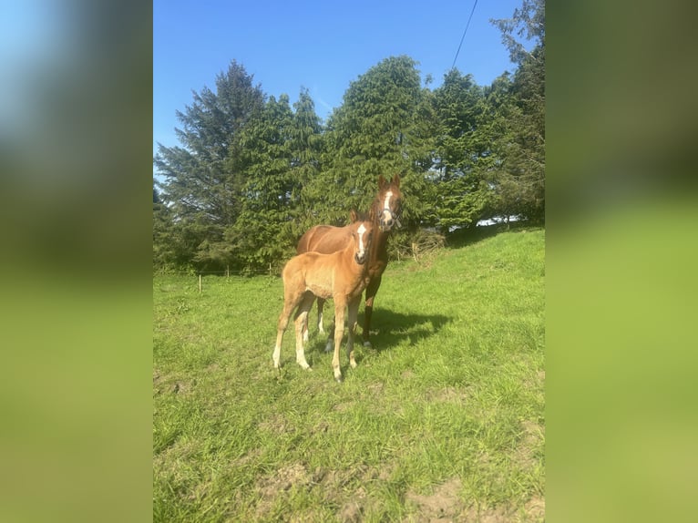 Englisches Vollblut Stute 8 Jahre 163 cm Dunkelfuchs in Charlestown