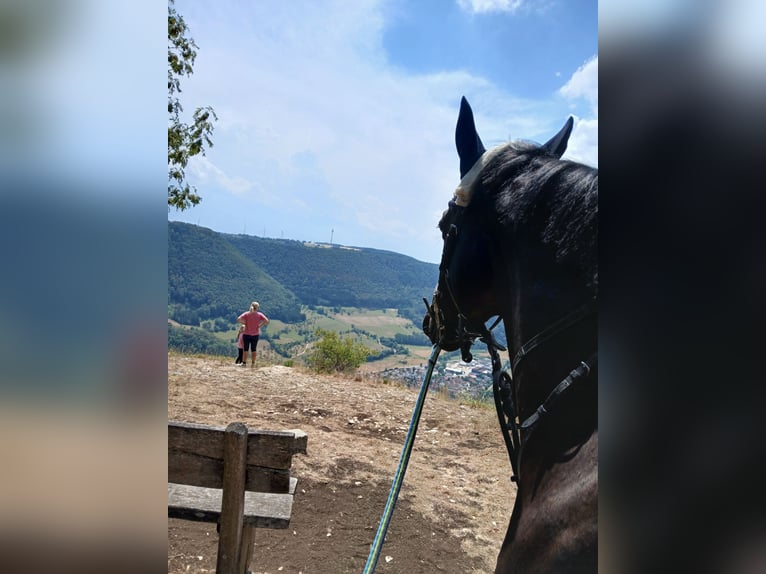 Englisches Vollblut Stute 8 Jahre 163 cm Schwarzbrauner in Bad Überkingen