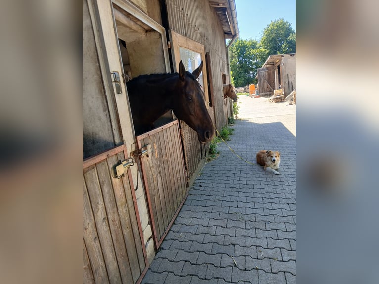 Englisches Vollblut Stute 8 Jahre 163 cm Schwarzbrauner in Bad Überkingen