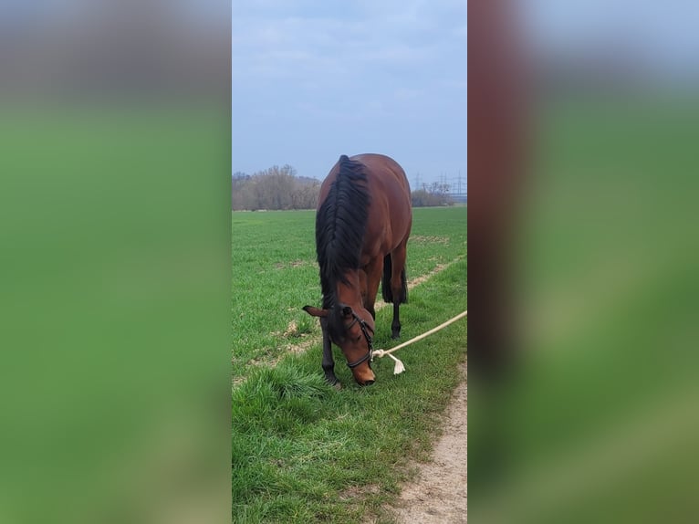 Englisches Vollblut Stute 8 Jahre 164 cm Brauner in Bonn