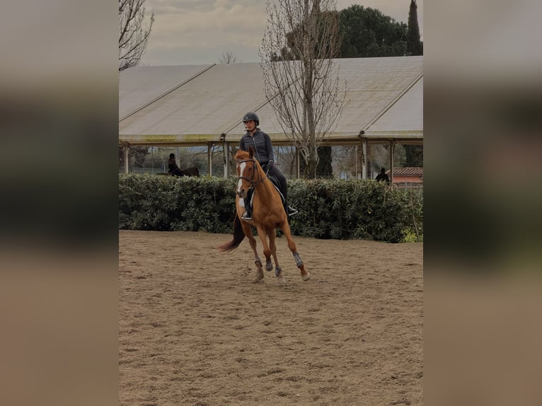 Englisches Vollblut Stute 8 Jahre 164 cm Brauner in Roccantica