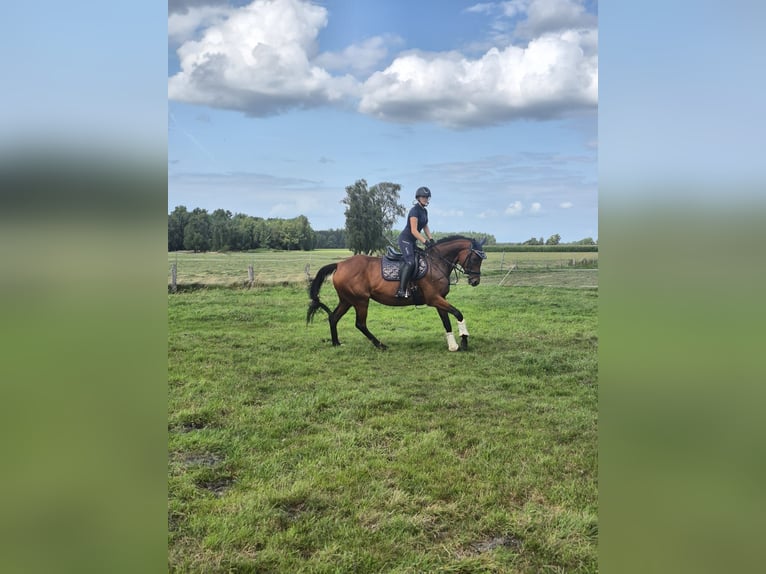 Englisches Vollblut Stute 8 Jahre 165 cm Brauner in Visselh&#xF6;vede