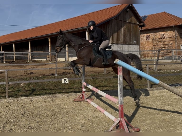 Englisches Vollblut Stute 8 Jahre 165 cm Brauner in Wels
