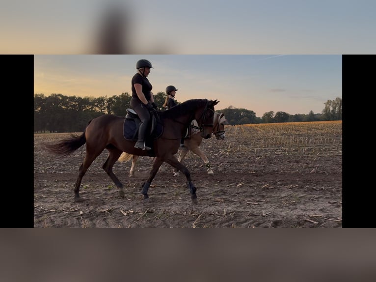 Englisches Vollblut Stute 8 Jahre 165 cm Brauner in Vreden