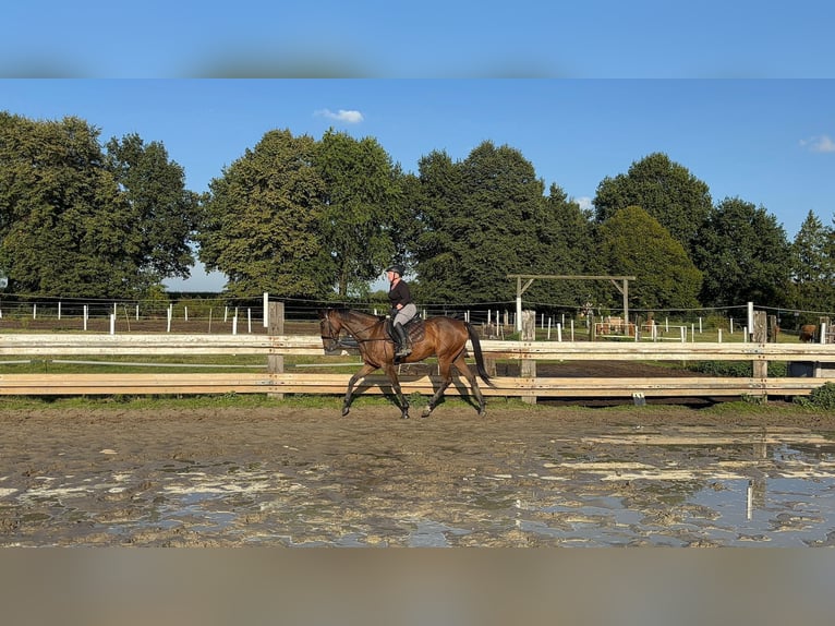 Englisches Vollblut Stute 8 Jahre 165 cm Brauner in Vreden