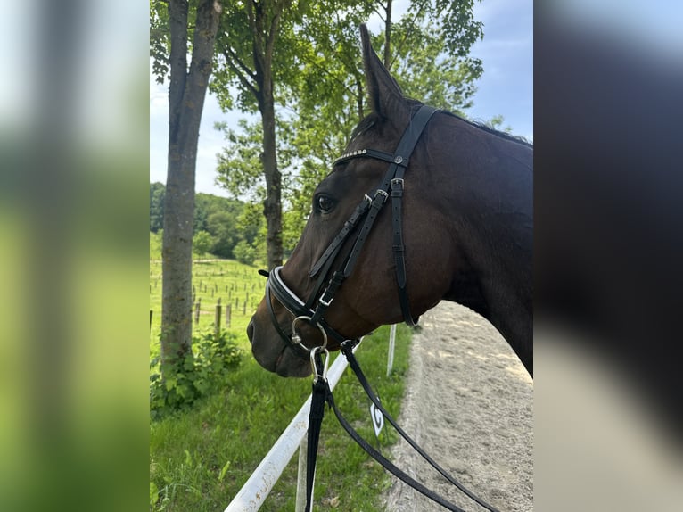 Englisches Vollblut Stute 8 Jahre 165 cm Brauner in Linz Englisches Vollblut Stute 8 Jahre 165 cm Brauner in Linz