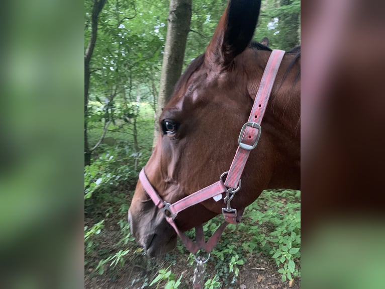 Englisches Vollblut Stute 8 Jahre 165 cm Brauner in Grabow