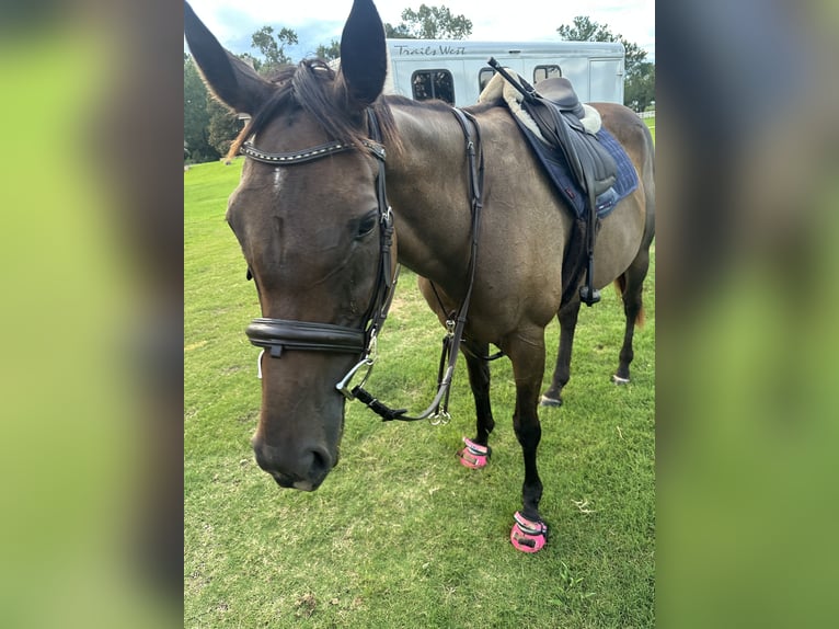 Englisches Vollblut Stute 8 Jahre 165 cm Rotbrauner in Montgomery