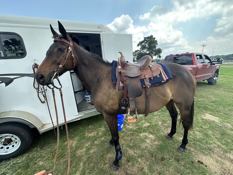 Englisches Vollblut Stute 8 Jahre 165 cm Rotbrauner in Montgomery