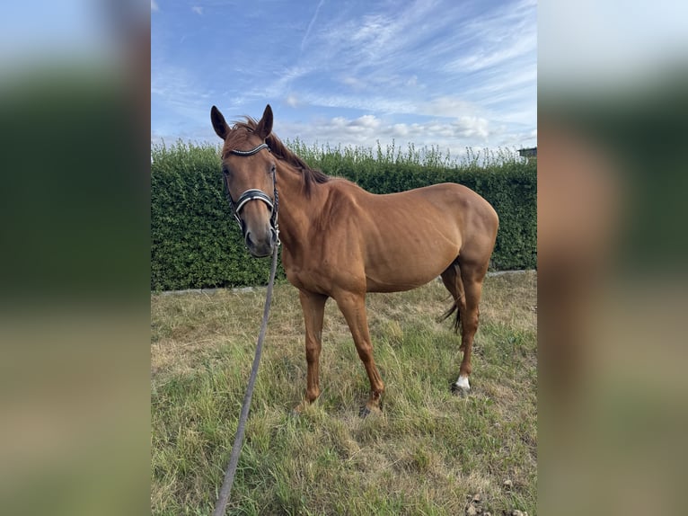 Englisches Vollblut Stute 8 Jahre 167 cm Fuchs in M&#xE4;rkische Heide