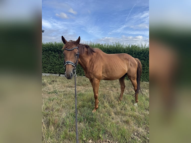 Englisches Vollblut Stute 8 Jahre 167 cm Fuchs in M&#xE4;rkische Heide