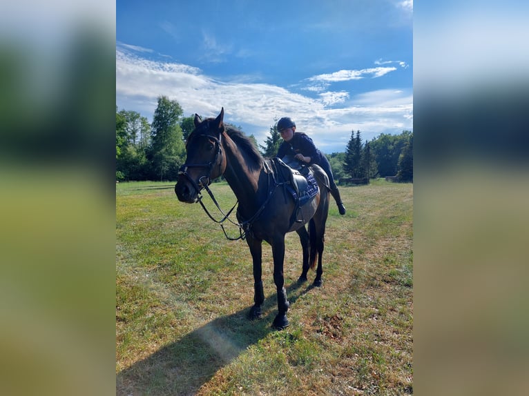 Englisches Vollblut Stute 8 Jahre 168 cm Brauner in Celle