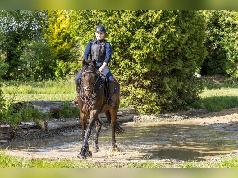 Englisches Vollblut Stute 8 Jahre 168 cm Brauner in Celle