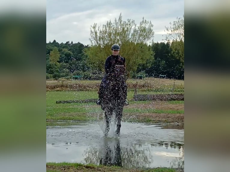 Englisches Vollblut Stute 8 Jahre 168 cm Brauner in Celle