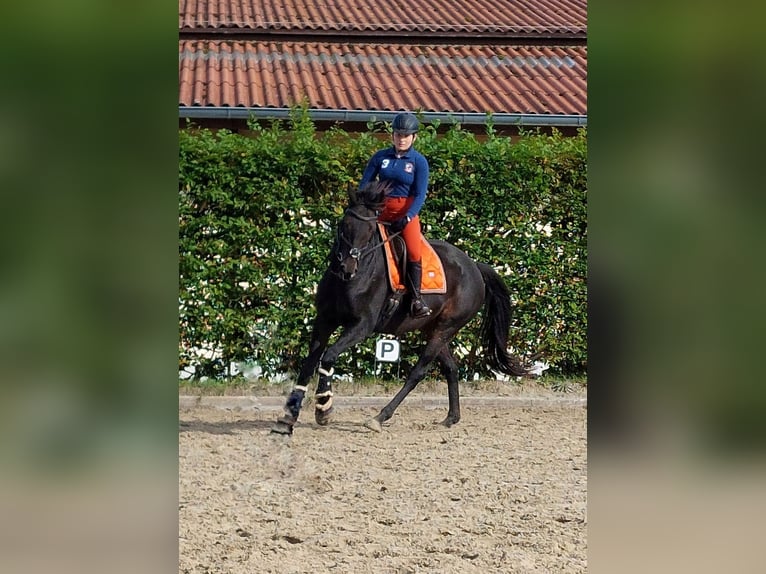 Englisches Vollblut Stute 8 Jahre 168 cm Brauner in Celle
