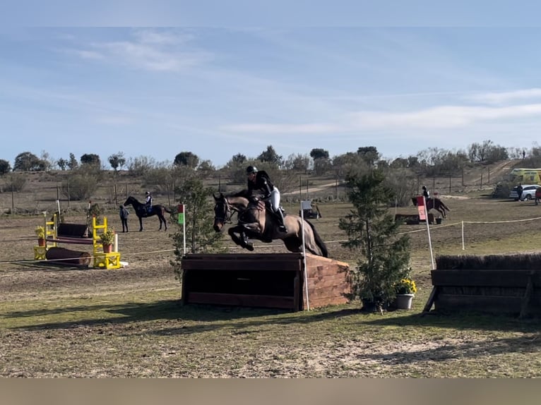 Englisches Vollblut Stute 8 Jahre 168 cm Dunkelbrauner in Brunete