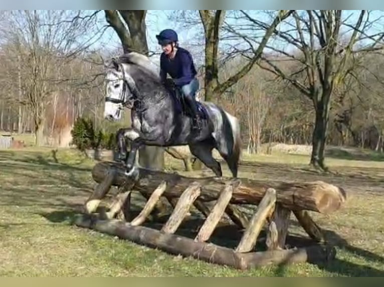 Englisches Vollblut Stute 8 Jahre 168 cm Schimmel in RheinbergRheinberg