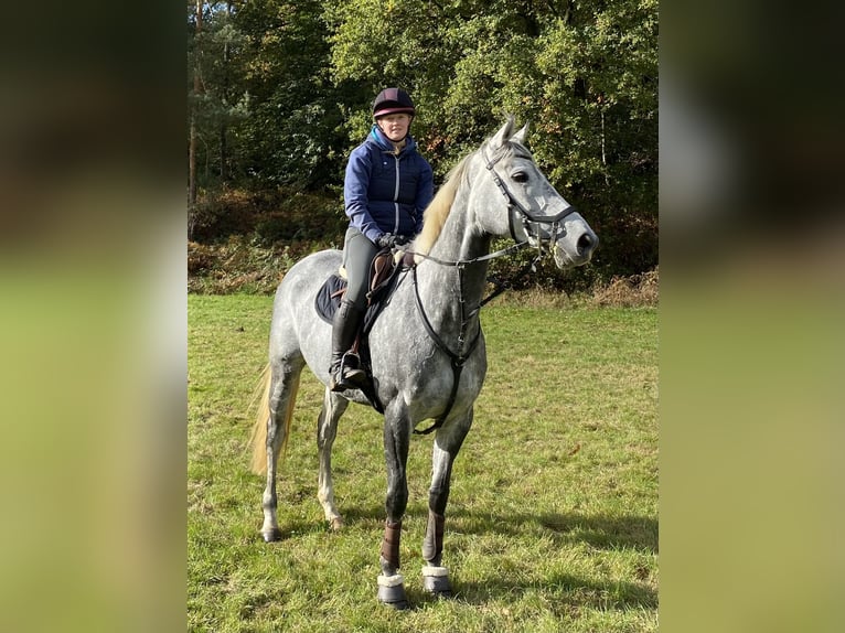 Englisches Vollblut Stute 8 Jahre 168 cm Schimmel in RheinbergRheinberg