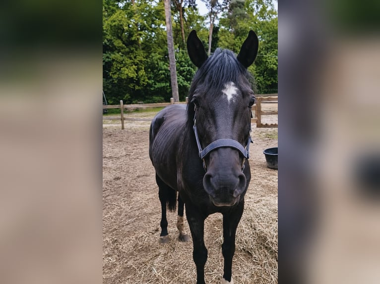 Englisches Vollblut Stute 8 Jahre 170 cm Roan-Bay in Hoppegarten