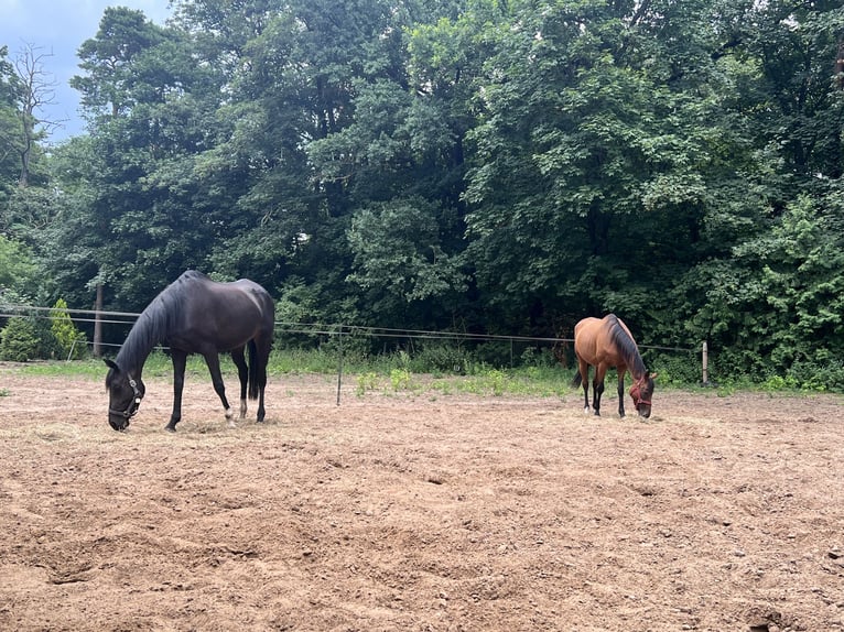 Englisches Vollblut Stute 8 Jahre 170 cm Roan-Bay in Hoppegarten