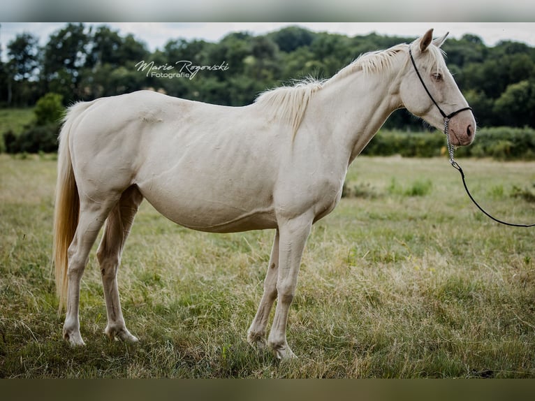Englisches Vollblut Stute 9 Jahre 153 cm Cremello in Beaumont-Pied-de-Buf