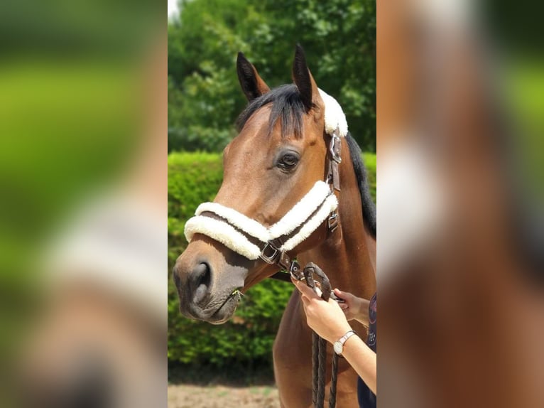 Englisches Vollblut Stute 9 Jahre 158 cm Brauner in Espelette