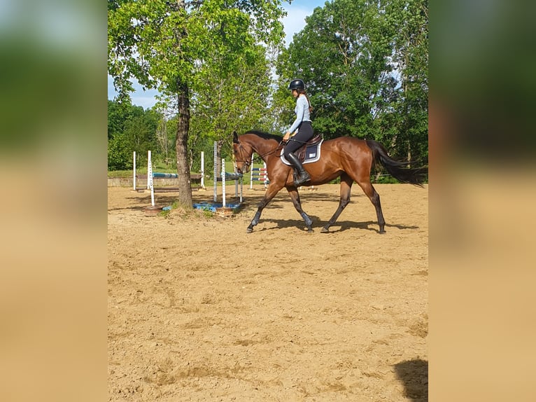 Englisches Vollblut Stute 9 Jahre 158 cm Brauner in Espelette