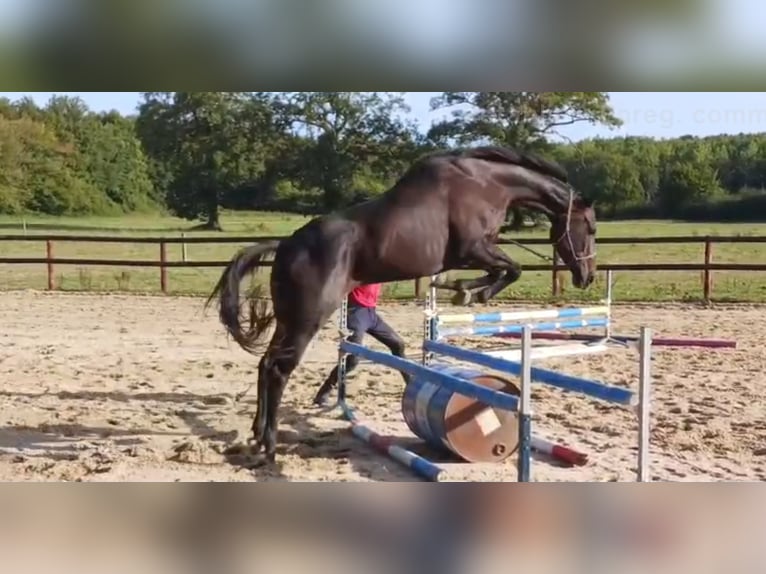 Englisches Vollblut Stute 9 Jahre 158 cm Rappe in 740 Rte Petite Grée St Sauveur de Flée SEGRE