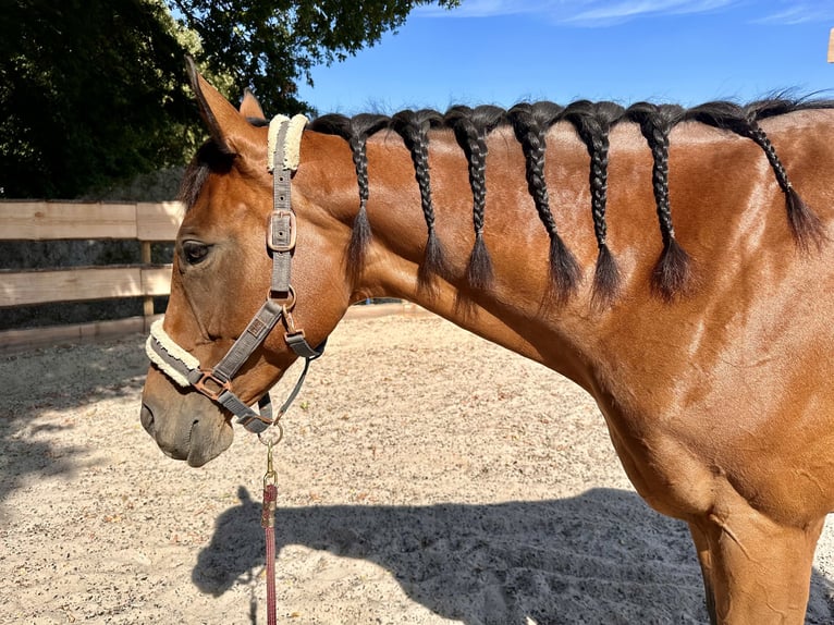 Englisches Vollblut Stute 9 Jahre 160 cm Brauner in Issum
