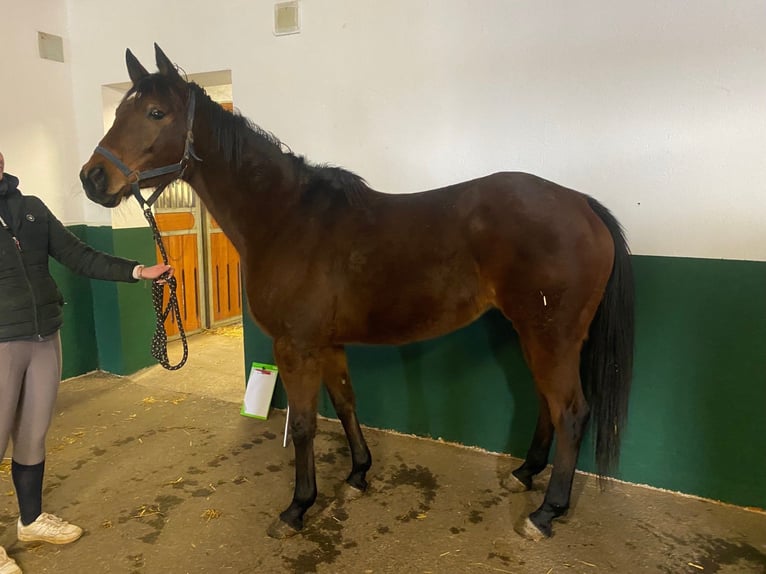 Englisches Vollblut Stute 9 Jahre 160 cm Brauner in Erding