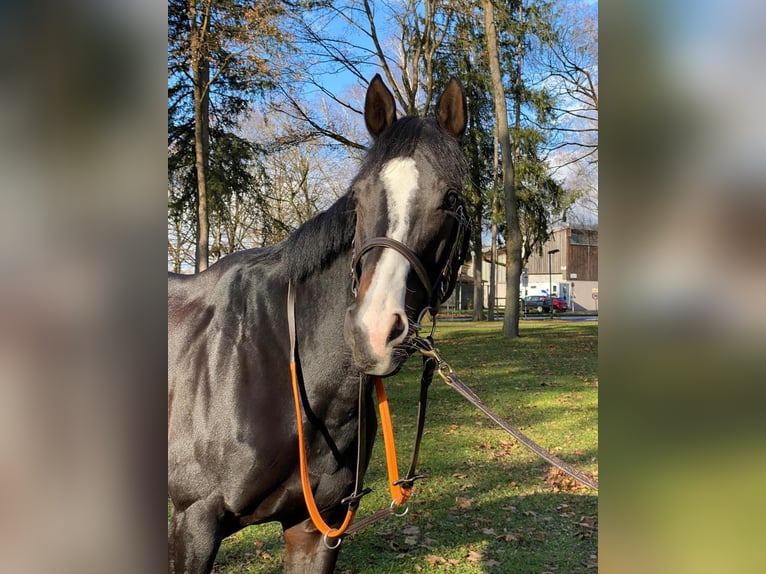 Englisches Vollblut Stute 9 Jahre 160 cm Rappe in M&#xFC;nchen