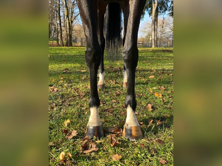 Englisches Vollblut Stute 9 Jahre 160 cm Rappe in M&#xFC;nchen