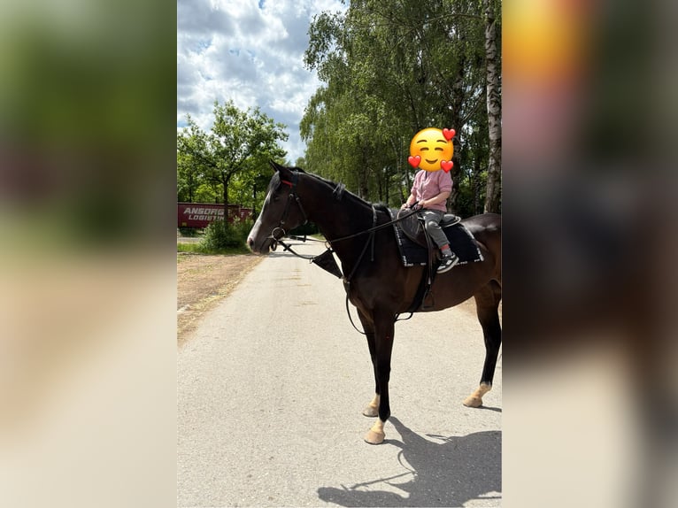 Englisches Vollblut Stute 9 Jahre 160 cm Rappe in M&#xFC;nchen
