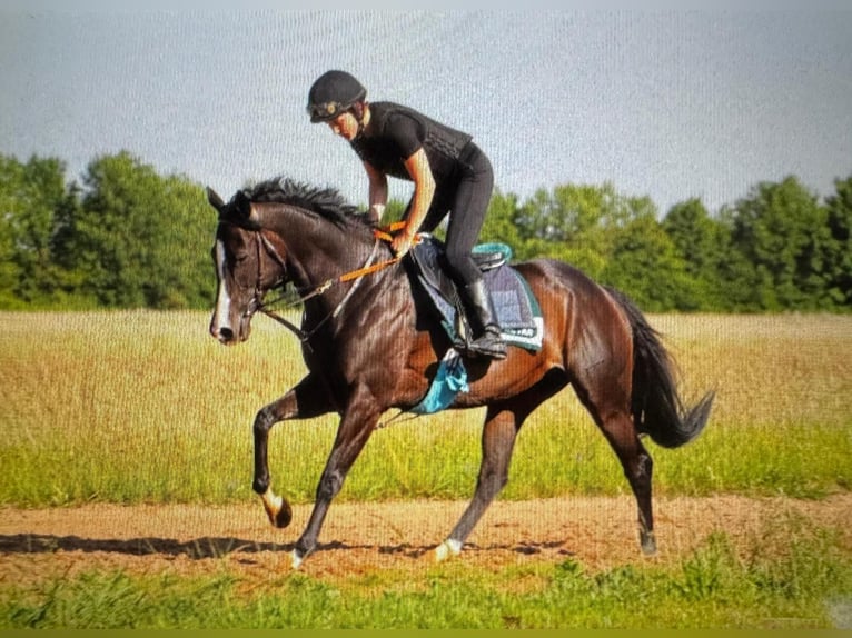 Englisches Vollblut Stute 9 Jahre 160 cm Rappe in M&#xFC;nchen