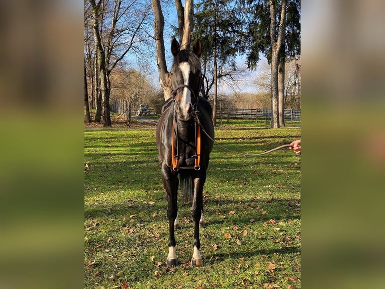 Englisches Vollblut Stute 9 Jahre 160 cm Rappe in M&#xFC;nchen