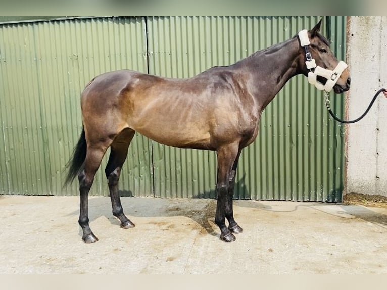 Englisches Vollblut Stute 9 Jahre 163 cm Brauner in Sligo