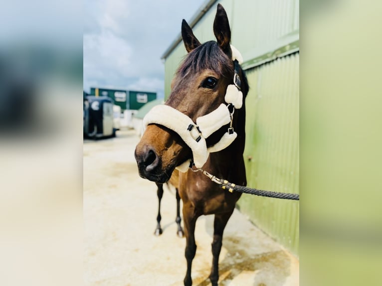 Englisches Vollblut Stute 9 Jahre 163 cm Brauner in Sligo