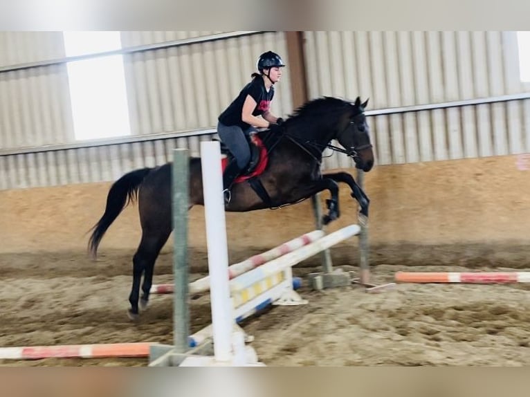 Englisches Vollblut Stute 9 Jahre 163 cm Brauner in Sligo