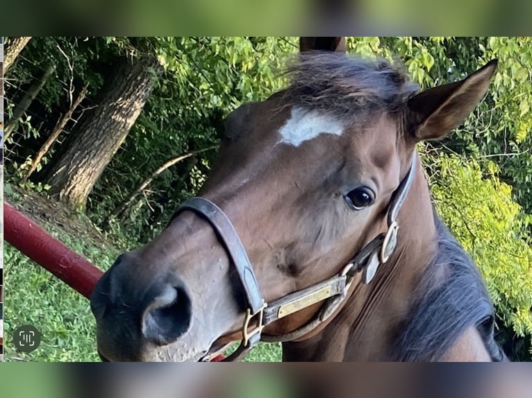 Englisches Vollblut Stute 9 Jahre 163 cm Dunkelbrauner in Georgetown, ky.